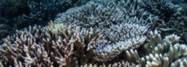 astronomy-earth-sci-archive-warming-oceans-bleach-coral-reefs-1761