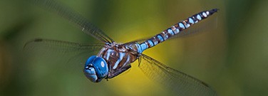 hd-Dragonflies-22-711-1720