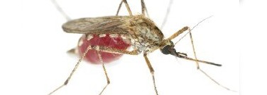 biology-archive-genetically-modified-mosquitos-fever-brazil-1761
