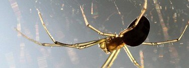 engineered-fungus-kills-malaria-mosquitoes-spider-toxin-1761