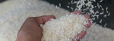 bioengineering-process-leads-higher-rice-crop-yield-arch-1761