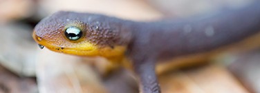 rough-skinned-newts-1761