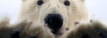 elementary-archive-polar-bearsp-sniff-paw-prints-find-love-1761