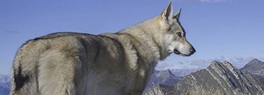 himalayan-wolves-could-be-unique-high-altitude-species-arch-1761