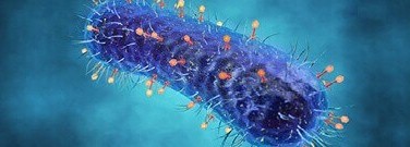 life-sciences-archive-phages-hold-potential-human-health-benefits-1761