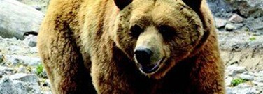 life-sciences-archive-fat-grizzly-bears-staying-healthy-1761
