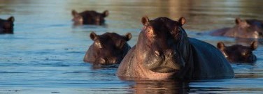 life-sciences-archive-hippos-produce-sunscreen-1761