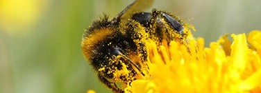 life-sciences-archive-air-pollution-threatens-bees-1761
