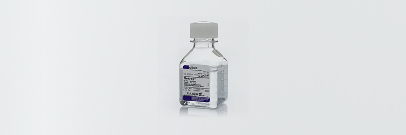 Shop primary cells and disease modeling 