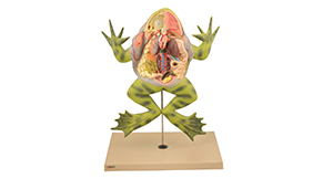Bull Frog Model