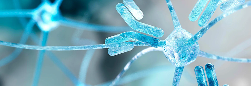 Antibodies