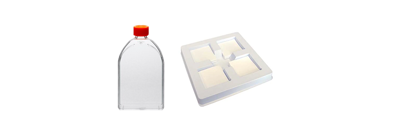 Cell Culture
