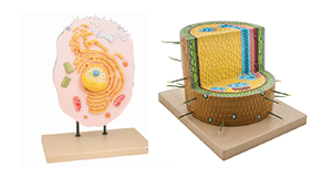 Biology models