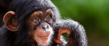 It’s No Joke—Apes Seem to Find Humor Appealing