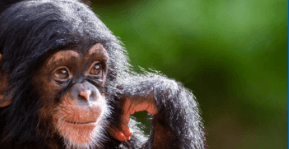 It’s No Joke—Apes Seem to Find Humor Appealing