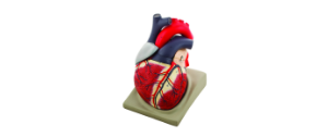 human-anatomy-models-22-0803