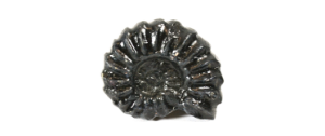 fossil-replicas-22-0803