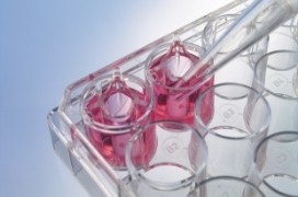 Cell Culture Dishes