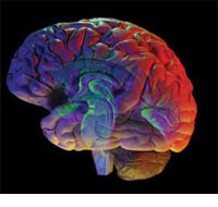 brain