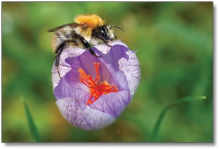 bumblebee bumblebee