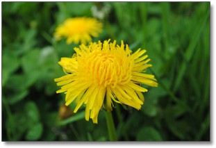 dandelions