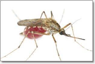 mosquitos