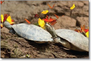 turtles turtles