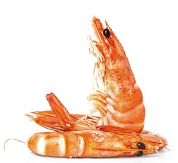 shrimp