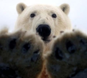 polar-bear-paws