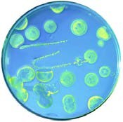human-pathogen