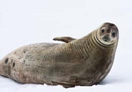 gray-seal