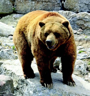 diabetes-free-bear diabetes-free-bear