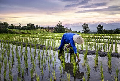 lab-reporter-rice2-22.jpg lab-reporter-rice2-22.jpg
