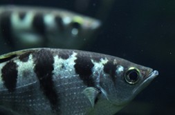 fish fish