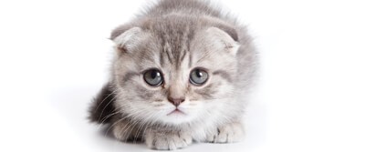 cat-like-instinct-0035