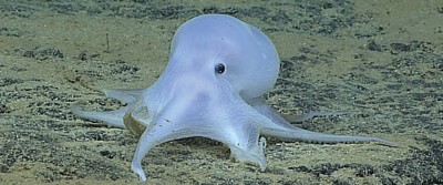 octopus-0035 octopus-0035