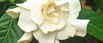 plants-expert-chemists-dna-1761