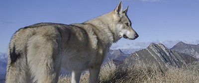 himalayan-wolves-400-0752
