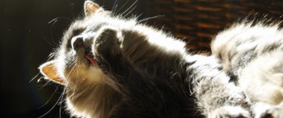 cat-allergies-400-0752