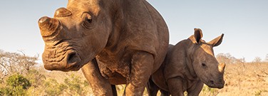 rhinos-camels-m-2220 rhinos-camels-m-2220
