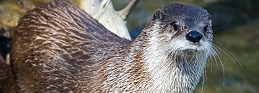 otters-talk-m-2220 otters-talk-m-2220