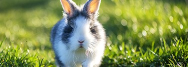 rabbits-handstands-m-2220 rabbits-handstands-m-2220