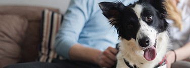 dogs-preferences-0696 dogs-preferences-0696