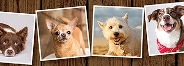 hd-DogBreed-22-711-1720 hd-DogBreed-22-711-1720