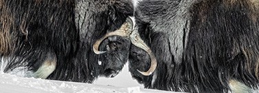 hd-MuskOx-22-711-1720 hd-MuskOx-22-711-1720