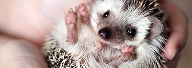 hedgehog-bacteria-0520 hedgehog-bacteria-0520