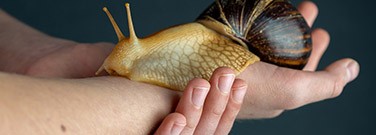 snail-slime-0520 snail-slime-0520