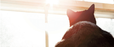 From Fowl to Feline: The Evolution of Bird Flu From Fowl to Feline: The Evolution of Bird Flu
