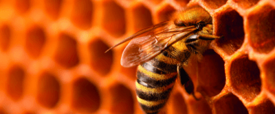 Bees and Wasps Use Geometry to Construct Their Nests Bees and Wasps Use Geometry to Construct Their Nests