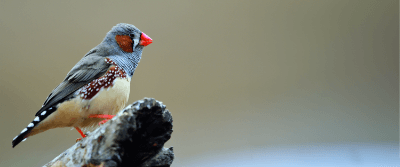 Can Robots Tutor Birds? Can Robots Tutor Birds?